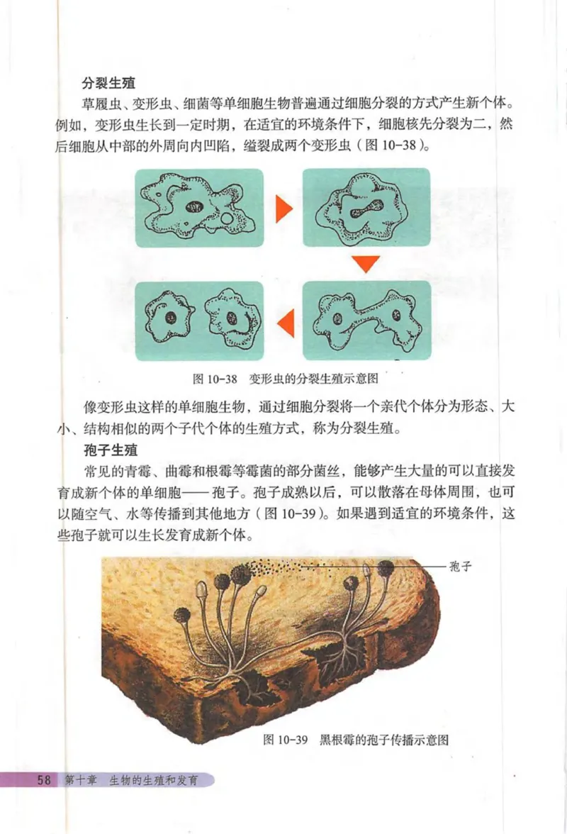 北京版八年级生物上册_初中电子课本_9.生物_北京版