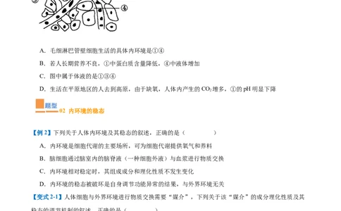 专题13内环境与体液调节（8大题型）（原卷版）_2025年新高考资料_一轮复习_备战2025年高考生物一轮复习题型全覆盖（新高考通用）