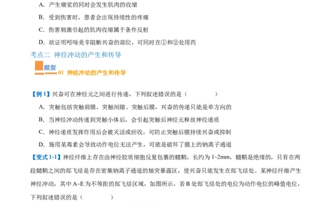 专题12神经调节（6大题型）（原卷版）_2025年新高考资料_一轮复习_备战2025年高考生物一轮复习题型全覆盖（新高考通用）