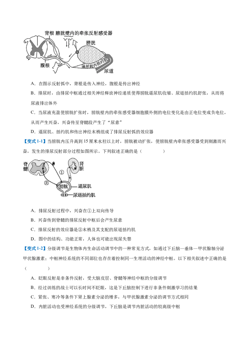 专题12神经调节（6大题型）（原卷版）_2025年新高考资料_一轮复习_备战2025年高考生物一轮复习题型全覆盖（新高考通用）