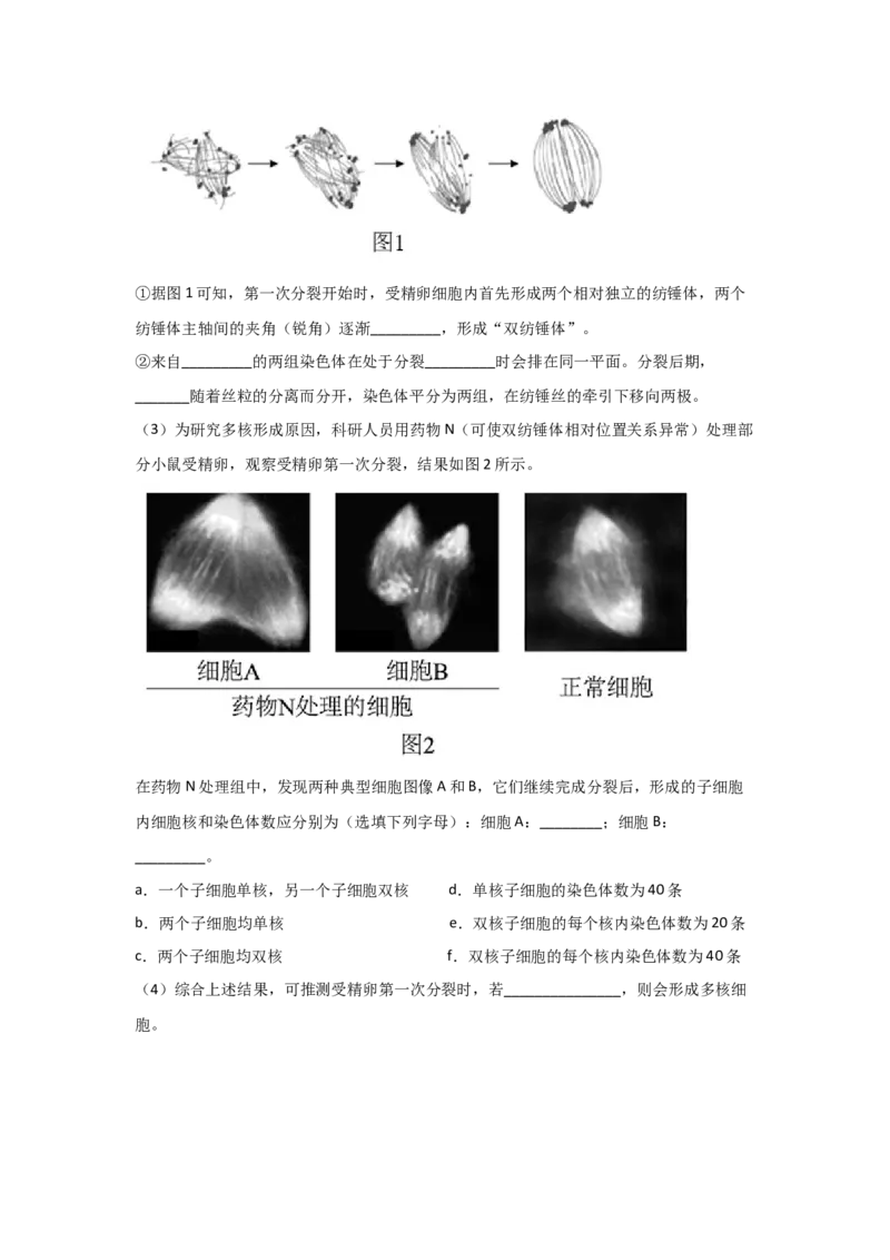 专题10_细胞的有丝分裂(学生版)_新高考复习资料_2023年新高考复习资料_二轮复习_增分要点2023高考生物二轮复习专题解读和分层训练291073137