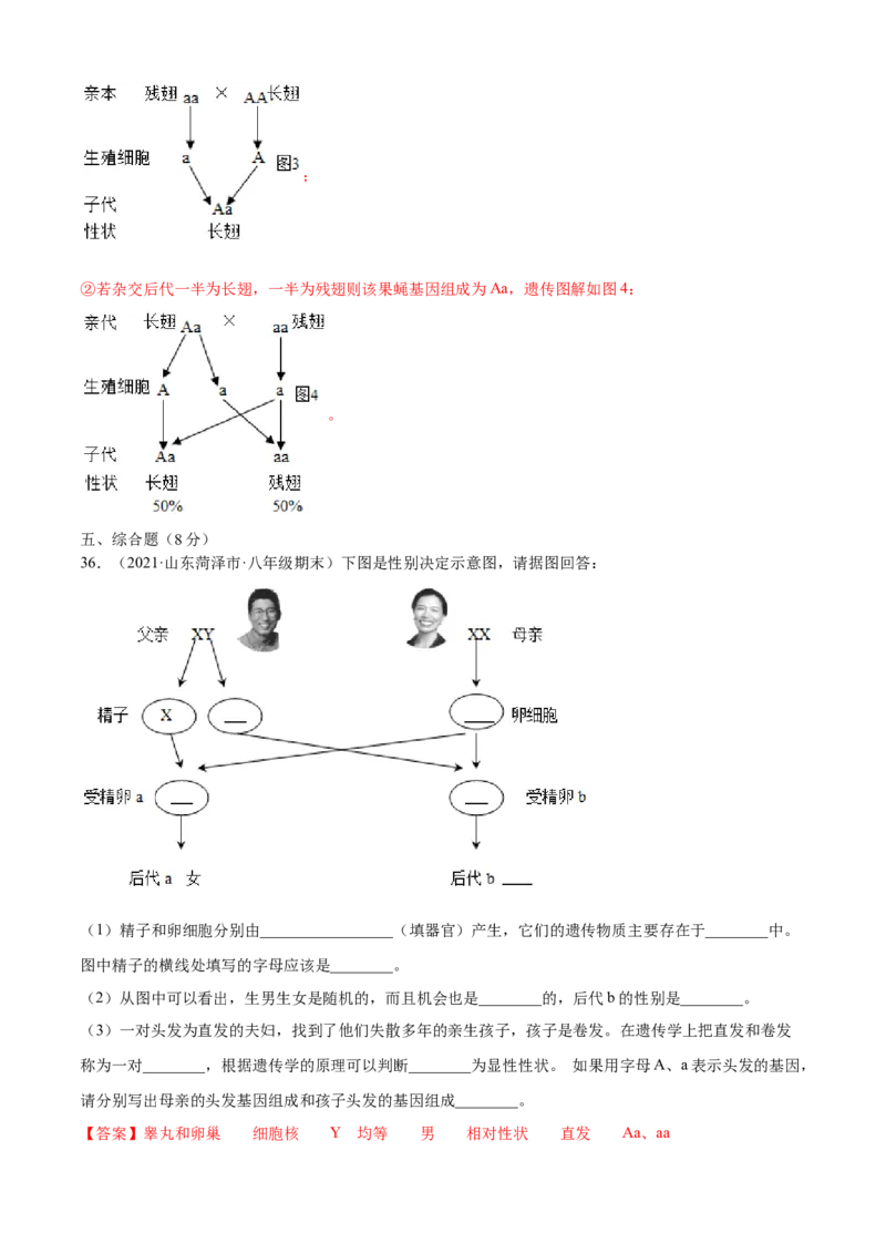 02生物的遗传和变异B卷（解析版）_初中全科电子版试卷练习试题_生物_生物8下练习_人教生物8年级下单元试卷38份_第3套八年级生物下册单元试卷（人教版）06份