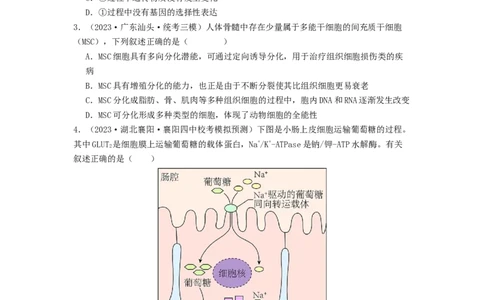 专题11细胞的分化、衰老与死亡（原卷版）_通用版（老高考）复习资料_2024年复习资料_完备战2024年高考生物一轮复习抢分特训（全国通用）