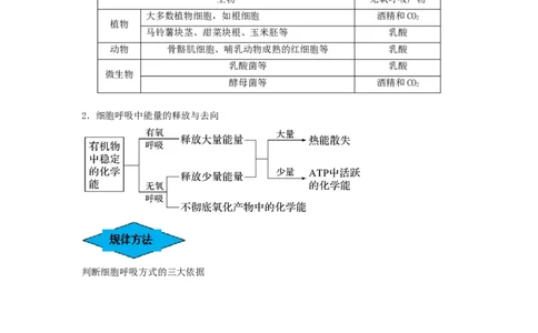 专题08细胞呼吸（串讲）（原卷版）_新高考复习资料_2024年新高考复习资料_一轮复习资料_完备战2024年高考生物一轮复习串讲精练（新高考专用）_串讲
