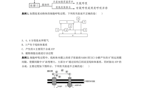 专题08细胞呼吸（串讲）（原卷版）_新高考复习资料_2024年新高考复习资料_一轮复习资料_完备战2024年高考生物一轮复习串讲精练（新高考专用）_串讲
