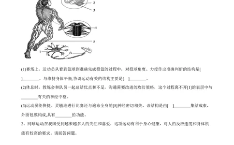 4.6.2神经系统的组成（原卷版）_初中全科电子版试卷练习试题_生物_生物人教版7下练习_人教生物7年级下课时练习40份_第2套七年级生物下册课时练习（人教版）20份