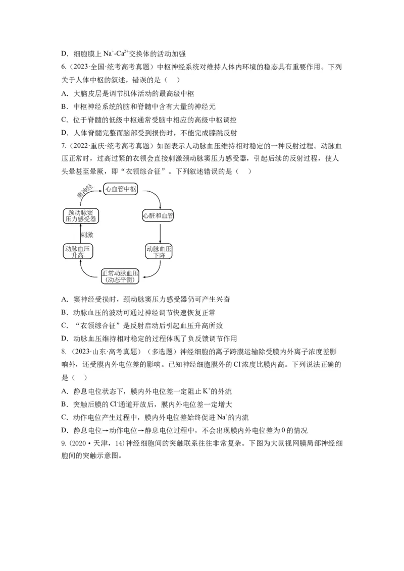 专题24神经调节（串讲）（原卷版）_新高考复习资料_2024年新高考复习资料_一轮复习资料_完备战2024年高考生物一轮复习串讲精练（新高考专用）_串讲