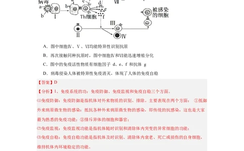 专题14免疫调节（4大题型）（解析版）_2025年新高考资料_一轮复习_备战2025年高考生物一轮复习题型全覆盖（新高考通用）