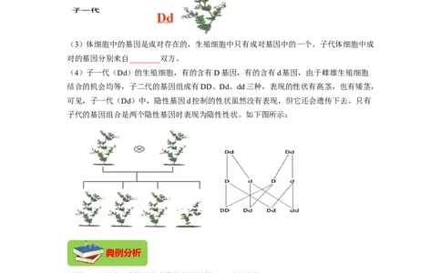 专题05基因的显性与隐性（原卷版）-2021-2022学年八年级上学期期末复习之重难点突破（人教版）_初中全科电子版试卷练习试题_生物_生物8上练习_人教生物8年级上专项练习23份