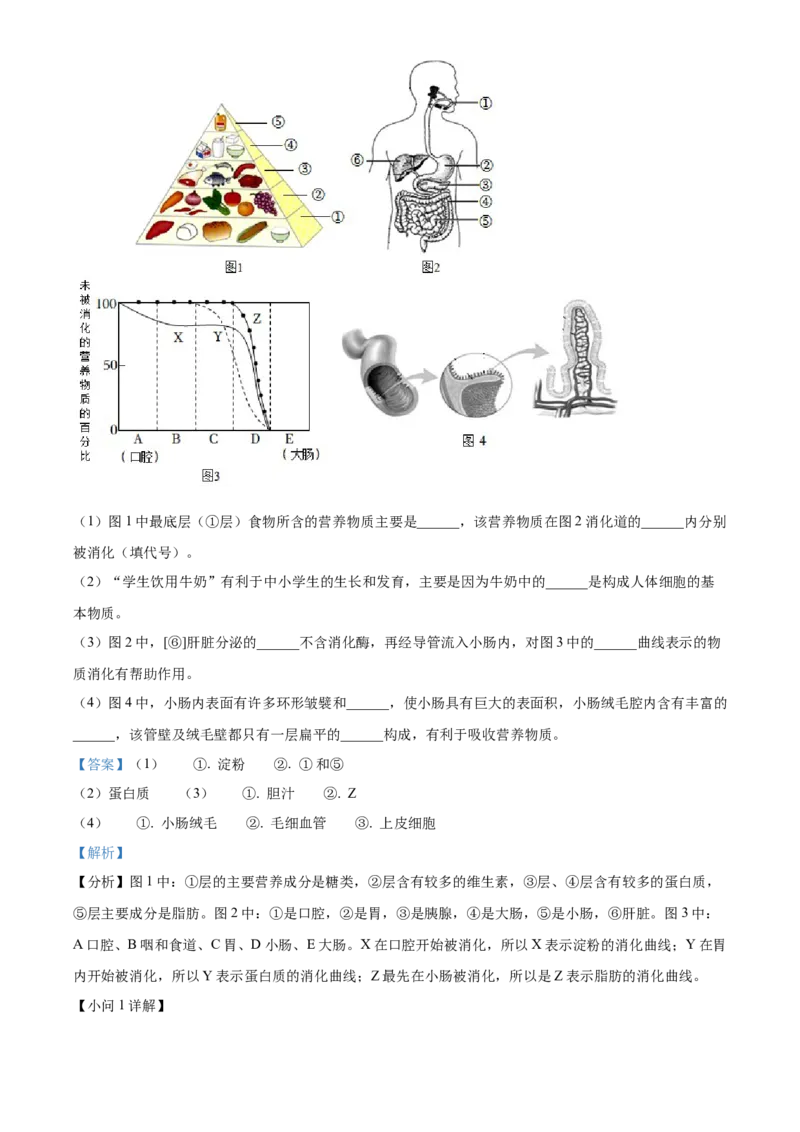 2七年级下学期期中生物试题（解析版）_初中全科电子版试卷练习试题_生物_生物人教版7下练习_人教生物7年级下期中试卷07份