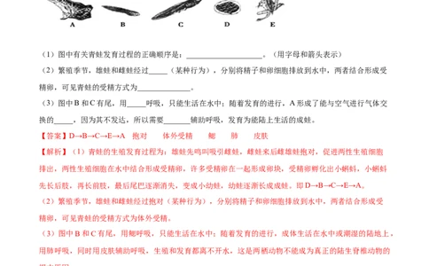 7.1.3两栖动物的生殖和发育（重点练）-（人教版）（解析版）_初中全科电子版试卷练习试题_生物_生物8下练习_人教生物8年级下课时练习51份