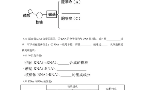专题18基因的表达(学生版)_新高考复习资料_2023年新高考复习资料_二轮复习_增分要点2023高考生物二轮复习专题解读和分层训练291073137