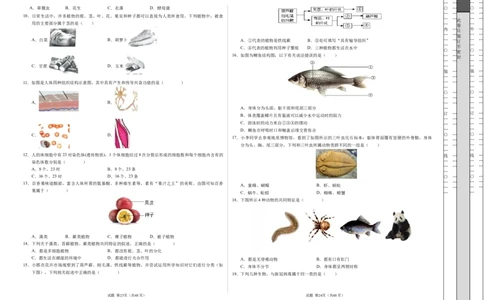 七年级生物期末模拟卷02（考试版A3）测试范围：七上全册（人教版2024）_初中全科电子版试卷练习试题_生物_生物人教版7上练习&mdash;24新版已更新_人教生物7年级上期末试卷11份