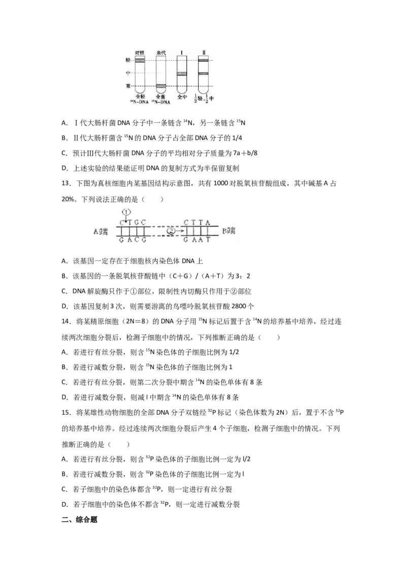 专题17_DNA的结构、复制与基因的本质(学生版)_新高考复习资料_2023年新高考复习资料_二轮复习_增分要点2023高考生物二轮复习专题解读和分层训练291073137