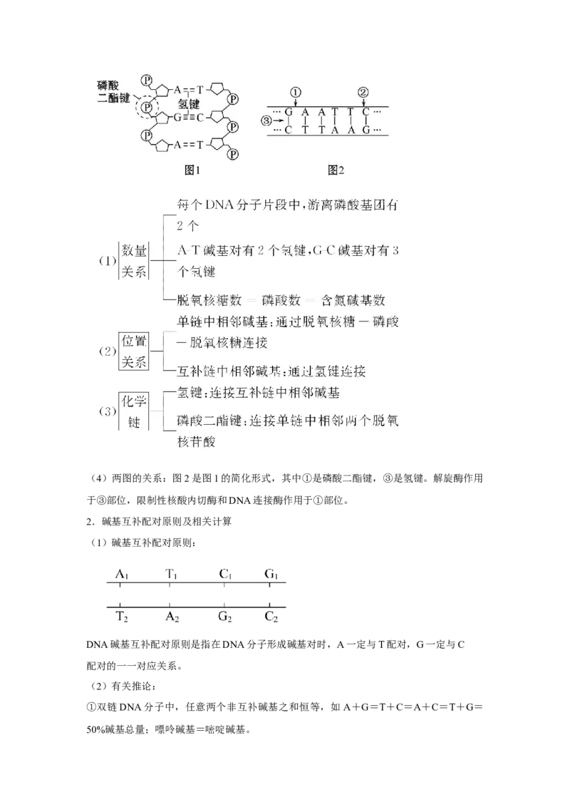 专题17_DNA的结构、复制与基因的本质(学生版)_新高考复习资料_2023年新高考复习资料_二轮复习_增分要点2023高考生物二轮复习专题解读和分层训练291073137