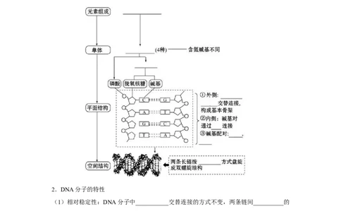 专题17_DNA的结构、复制与基因的本质(学生版)_新高考复习资料_2023年新高考复习资料_二轮复习_增分要点2023高考生物二轮复习专题解读和分层训练291073137