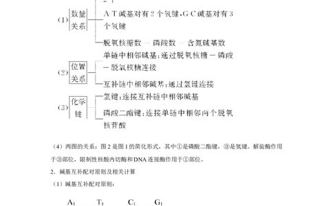 专题17_DNA的结构、复制与基因的本质(学生版)_新高考复习资料_2023年新高考复习资料_二轮复习_增分要点2023高考生物二轮复习专题解读和分层训练291073137