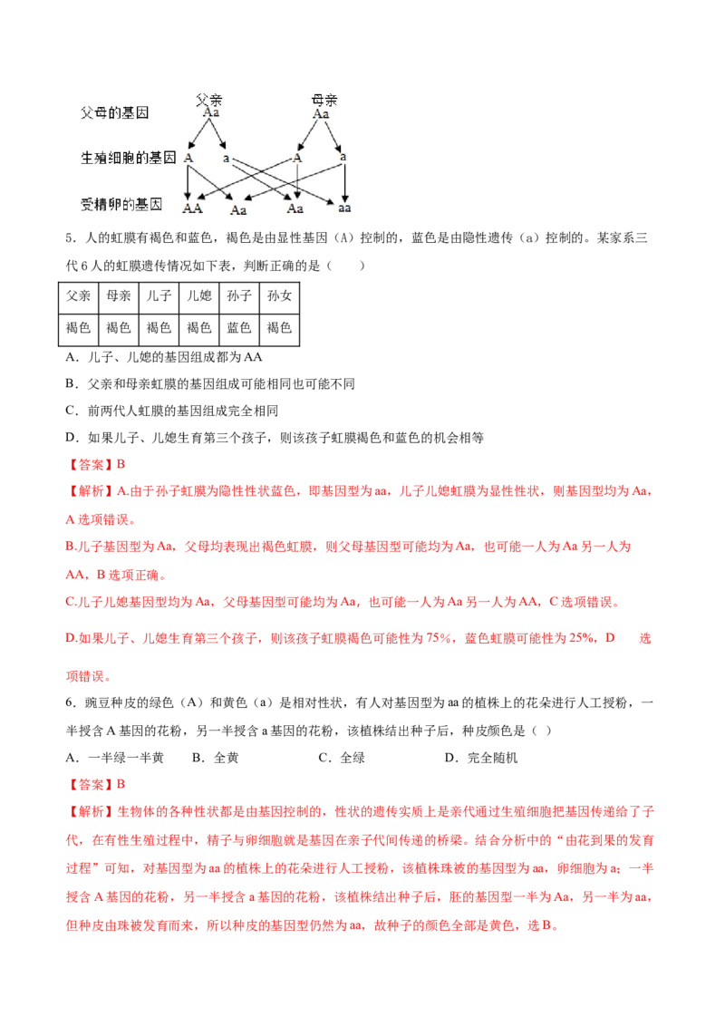 7.2.2基因在亲子代间的传递（重点练）-（人教版）（解析版）_初中全科电子版试卷练习试题_生物_生物8下练习_人教生物8年级下课时练习51份