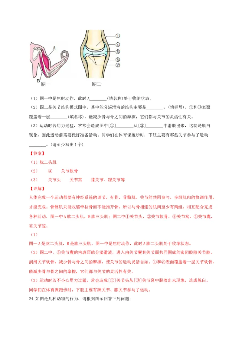 专题03动物的运动和行为-（人教版）（解析版）_初中全科电子版试卷练习试题_生物_生物8上练习_人教生物8年级上专项练习23份_第1套八年级生物上册专项（人教版）09份