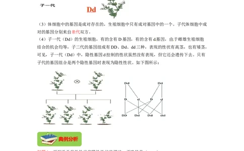 专题05基因的显性与隐性（解析版）-2021-2022学年八年级上学期期末复习之重难点突破（人教版）_初中全科电子版试卷练习试题_生物_生物8上练习_人教生物8年级上专项练习23份