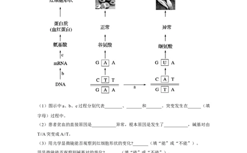 专题19基因突变和基因重组(学生版)_新高考复习资料_2023年新高考复习资料_二轮复习_增分要点2023高考生物二轮复习专题解读和分层训练291073137