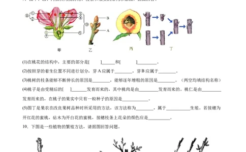 7.1.1植物的生殖（练习）-（人教版）（原卷版）_初中全科电子版试卷练习试题_生物_生物8下练习_人教生物8年级下课时练习51份