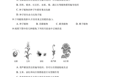 专题3.1.1藻类、苔藓和蕨类植物（原卷版）_初中全科电子版试卷练习试题_生物_生物人教版7上练习&mdash;24新版已更新_人教生物7年级上课时练习39份