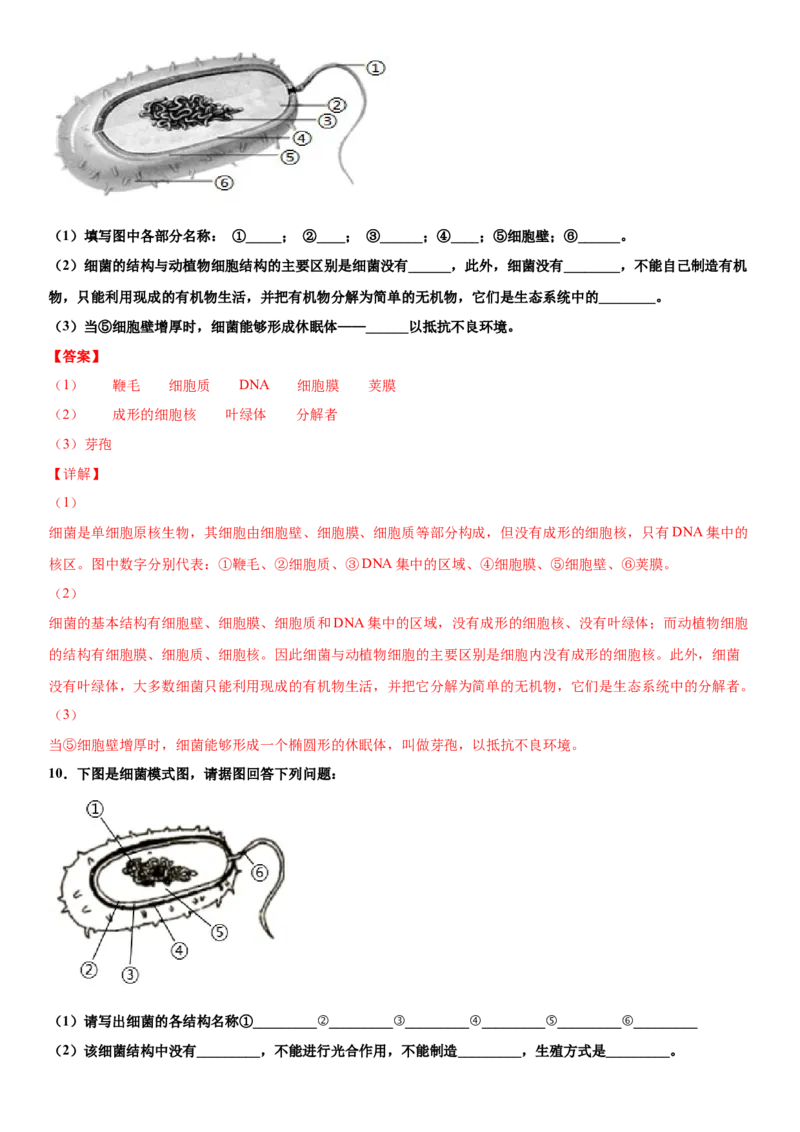 5.4.2细菌（练习）（解析版）_初中全科电子版试卷练习试题_生物_生物8上练习_人教生物8年级上课时练习37份_第1套八年级生物上册课时练习（人教版）16份