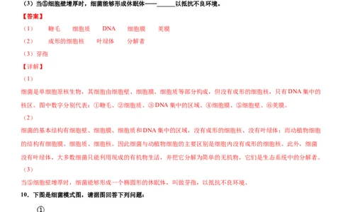 5.4.2细菌（练习）（解析版）_初中全科电子版试卷练习试题_生物_生物8上练习_人教生物8年级上课时练习37份_第1套八年级生物上册课时练习（人教版）16份