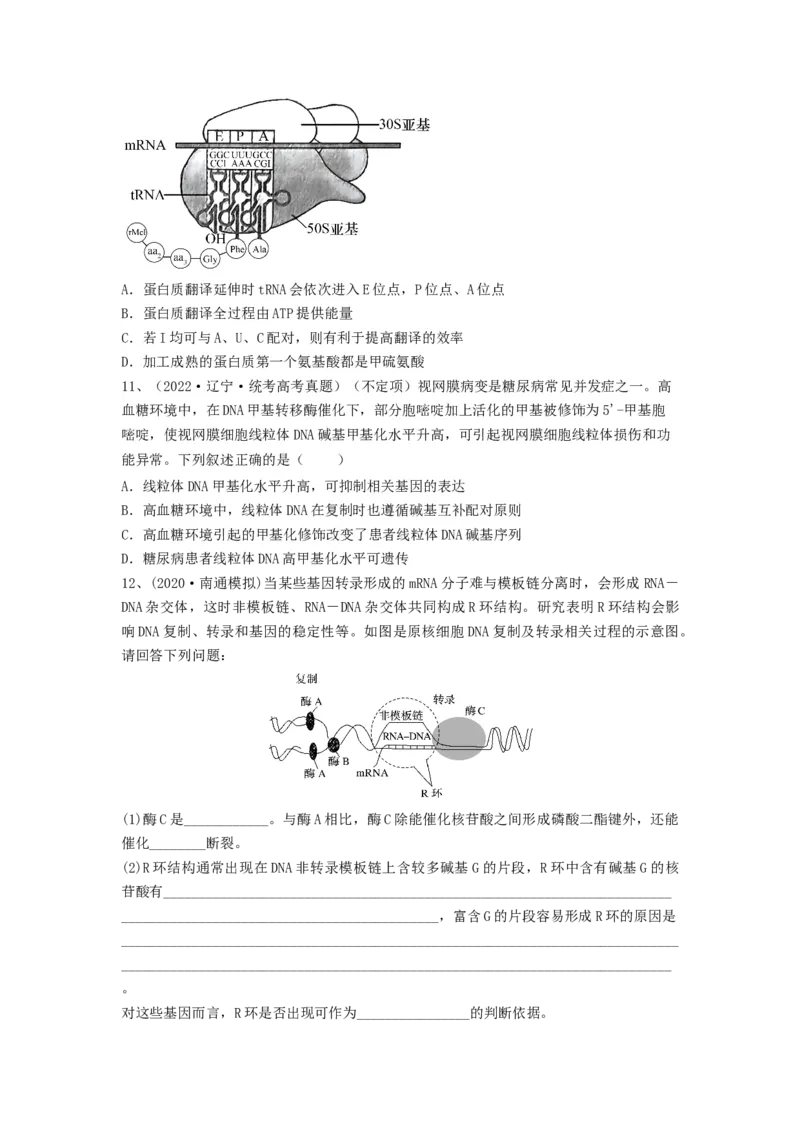 专题19基因的表达（精练）（原卷版）_新高考复习资料_2024年新高考复习资料_一轮复习资料_完备战2024年高考生物一轮复习串讲精练（新高考专用）_精练