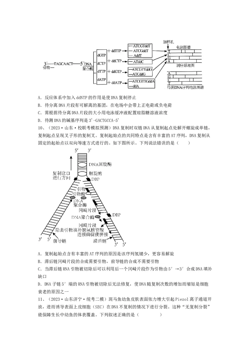 专题18DNA分子的结构、复制及基因的本质（精练）（原卷版）_新高考复习资料_2024年新高考复习资料_一轮复习资料_完备战2024年高考生物一轮复习串讲精练（新高考专用）_精练
