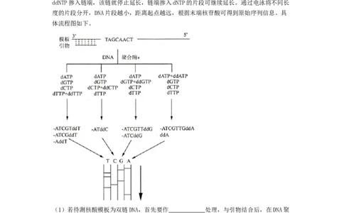 专题18DNA分子的结构、复制及基因的本质（精练）（原卷版）_新高考复习资料_2024年新高考复习资料_一轮复习资料_完备战2024年高考生物一轮复习串讲精练（新高考专用）_精练
