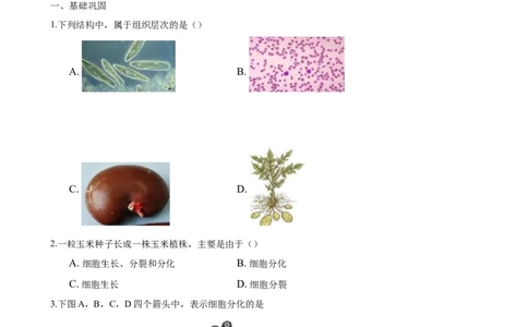 专题2.2.2动物体的结构层次（原卷板）_初中全科电子版试卷练习试题_生物_生物人教版7上练习&mdash;24新版已更新_人教生物7年级上课时练习39份