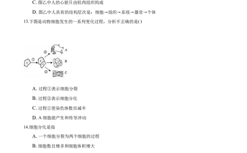 专题2.2.2动物体的结构层次（原卷板）_初中全科电子版试卷练习试题_生物_生物人教版7上练习&mdash;24新版已更新_人教生物7年级上课时练习39份