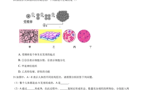专题2.2.2动物体的结构层次（原卷板）_初中全科电子版试卷练习试题_生物_生物人教版7上练习&mdash;24新版已更新_人教生物7年级上课时练习39份