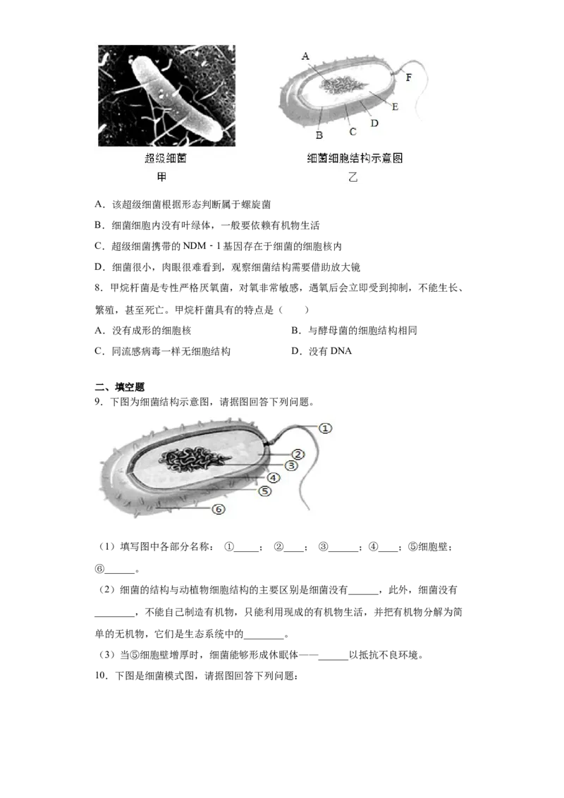 5.4.2细菌（练习）（原卷版）_初中全科电子版试卷练习试题_生物_生物8上练习_人教生物8年级上课时练习37份_第1套八年级生物上册课时练习（人教版）16份