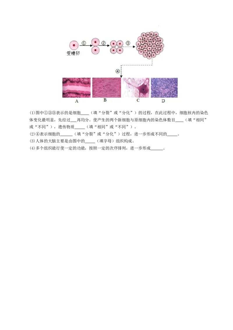 七年级生物期末模拟卷（考试版A4）测试范围：人教版2024全册（全国通用）_初中全科电子版试卷练习试题_生物_生物人教版7上练习&mdash;24新版已更新