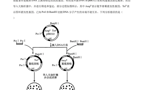 专题19基因工程与生物技术安全（10大题型）（解析版）_2025年新高考资料_一轮复习_备战2025年高考生物一轮复习题型全覆盖（新高考通用）