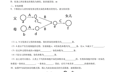 7.2.2基因在亲子代间的传递（基础练）-（人教版）（原卷版）_初中全科电子版试卷练习试题_生物_生物8下练习_人教生物8年级下课时练习51份