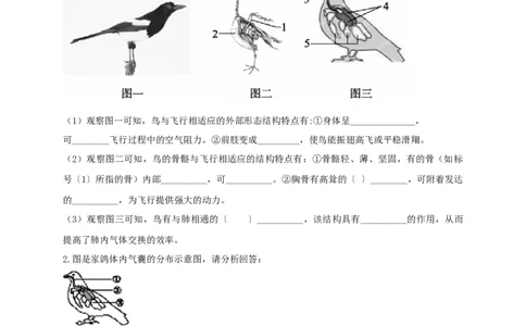 5.1.6鸟（备作业）-（人教版）（原卷版）_初中全科电子版试卷练习试题_生物_生物8上练习_人教生物8年级上课时练习37份_第2套八年级生物上册课时练习（人教版）21份