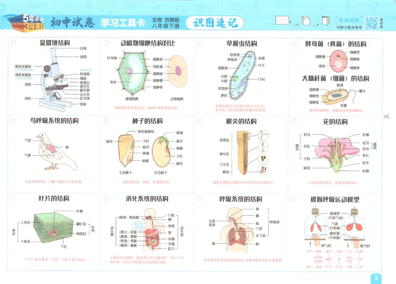 2025春53初中试卷生物苏教版8年级下册(1)_初中全科电子版试卷练习试题_初中全科《53中考试卷》2025版（多版本）