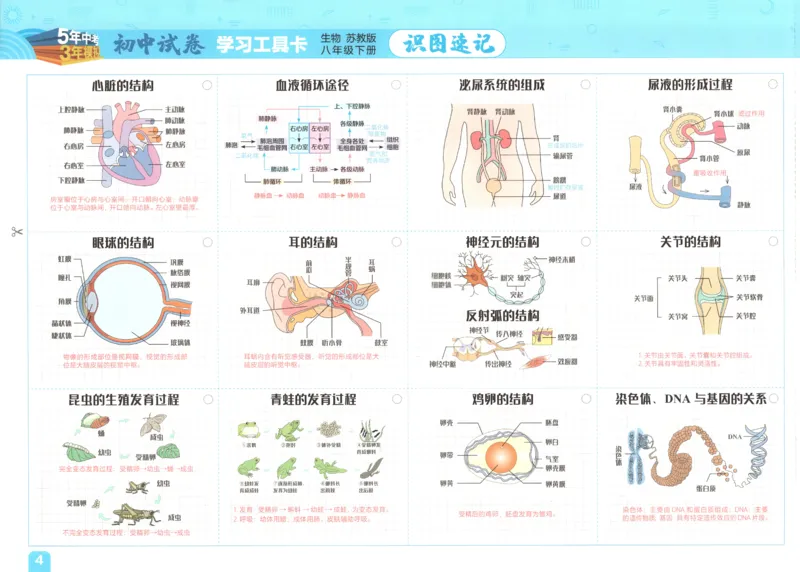 2025春53初中试卷生物苏教版8年级下册(1)_初中全科电子版试卷练习试题_初中全科《53中考试卷》2025版（多版本）
