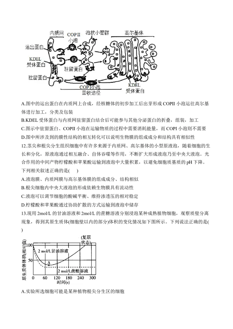 专题2细胞的结构与物质运输（选择题）&mdash;&mdash;2025届高考生物学模块分练新高考版（含解析）_2025年新高考资料_二轮复习