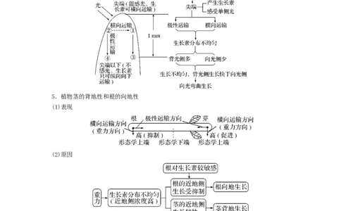 专题27植物生命活动的调节（串讲）（解析版）_新高考复习资料_2024年新高考复习资料_一轮复习资料_完备战2024年高考生物一轮复习串讲精练（新高考专用）_串讲_解析版