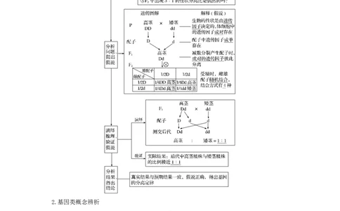 专题14基因的分离定律（串讲）（原卷版）_新高考复习资料_2024年新高考复习资料_一轮复习资料_完备战2024年高考生物一轮复习串讲精练（新高考专用）_串讲