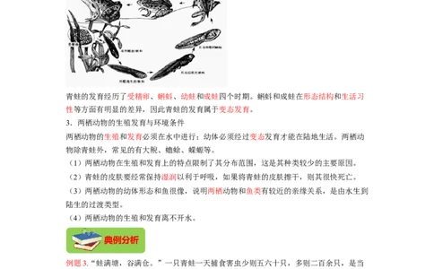 专题02昆虫和两栖动物的发育（解析版）-2021-2022学年八年级上学期期末复习之重难点突破（人教版）_初中全科电子版试卷练习试题_生物_生物8上练习