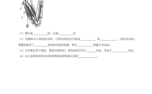 5.2.1动物的运动（备作业）-（人教版）（原卷版）_初中全科电子版试卷练习试题_生物_生物8上练习_人教生物8年级上课时练习37份