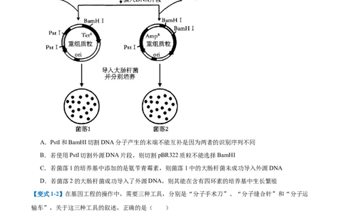 专题19基因工程与生物技术安全（10大题型）（原卷版）_2025年新高考资料_一轮复习_备战2025年高考生物一轮复习题型全覆盖（新高考通用）