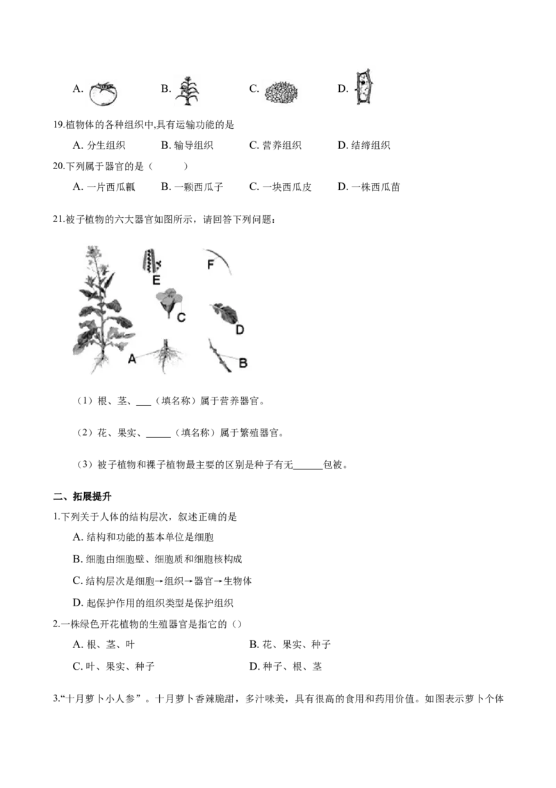 专题2.2.3植物体的结构层次（原卷板）_初中全科电子版试卷练习试题_生物_生物人教版7上练习&mdash;24新版已更新_人教生物7年级上课时练习39份