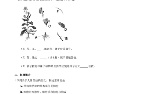 专题2.2.3植物体的结构层次（原卷板）_初中全科电子版试卷练习试题_生物_生物人教版7上练习&mdash;24新版已更新_人教生物7年级上课时练习39份